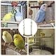 NHQZ Vogelspielzeug,Wellensittich Schaukel Naturholz,Wellensittich Spielzeug,Vogelschaukel Wellensittich,Sitzstangen für Vogelkäfige,Vogelkäfig Zubehör für Papageien,Kanarienvogel,Nymphensittich
