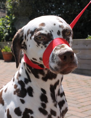 Slip Plomo, cuello & Halter "todo en uno  Figura de ocho"  rojo. Prevenir Perros tirar