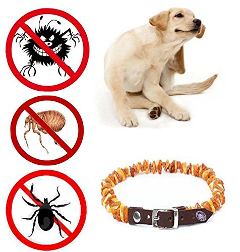 Bernsteinkette für Hunde und Katzen mit Lederschließe aus Roh Baltischer Bernstein / Elegance Zeckenhalsband / Flohband / Bernstein Gegen Zecken / Zecken und Flohschutz Halsband / Zeckenschutz Hund / Ungezieferhalsband