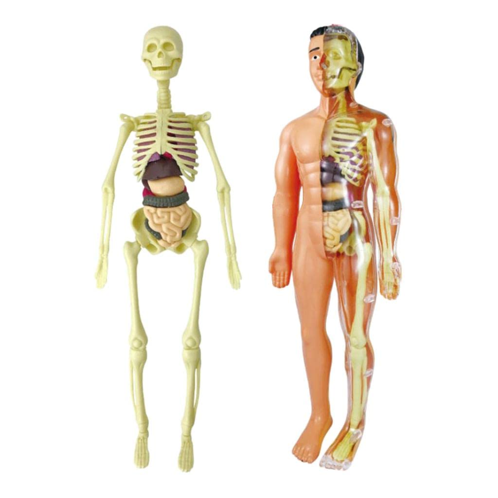 Qianly Menschlicher Körper Anatomie Modell Skelett Figur Lehrmodell Lernmodell Bausatz Aus mit Abnehmbaren Teilen für Kinderunterricht