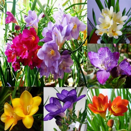 kiskick 100 Unids Freesia Bulbos Semillas Perfume Flor Planta Perenne Hogar Jardín Decoración Jardinería Regalos para Mujeres y Hombres Semillas de fresia