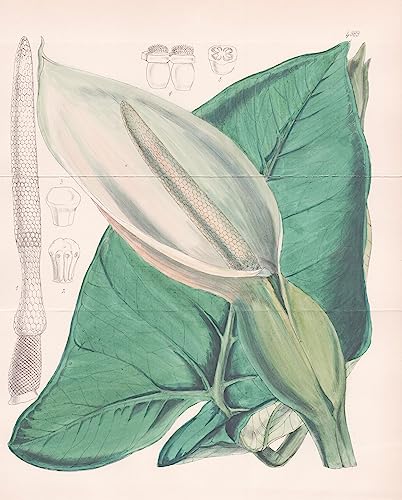 Xanthosoma Sagittifolium. Arrow-leaved Xanthosoma. Tab. 4989 - West-Indies / Pflanze Planzen plant plants / flower flowers Blume Blumen / botanical Botanik botany / aus 