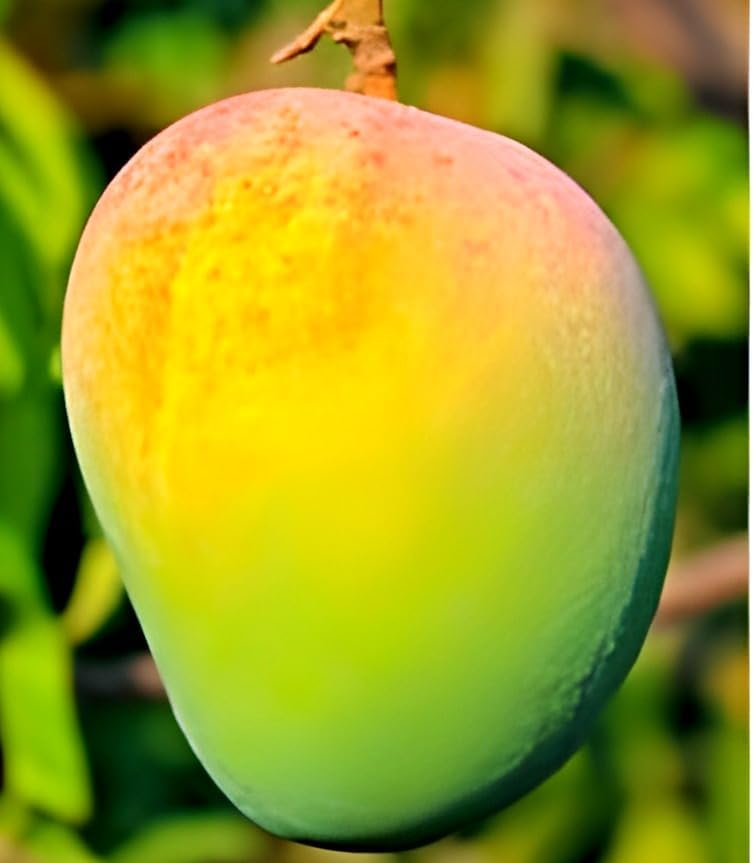 Image of Sweet Tasty Delicious Kesar Mango Plant Healthy Live Plant || For Home Garden Plant || Fresh Most Expensive Variety || Grafted Live Plant