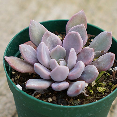 gbvV[fr[ 7.5cm|bg A OvgxA Graptoveria Topsy Debbi Y  ϗtA CeAO[ 񂹐A ke 1{ 1