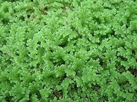 Nature Life's Live Azollas Caroliniana, Asola, Aquatic Floating Plants 100 Gm for Feeding and Cultivation