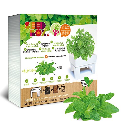 SeedBox SBCUHB-Hierba Buena: Amazon.es: Jardín