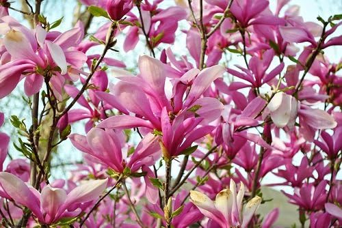 Hirts: Magnolia Ann Star Magnolia Tree - Outdoors or Bonsai - Fragrant - 4" pot
