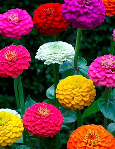 Golden Hills Farm® (AVG 100-500) seeds Zinnia Mix Colour F1 Hybrid Flower Seeds Pack (B0844MQV5Y) Amazon Price History, Amazon Price Tracker