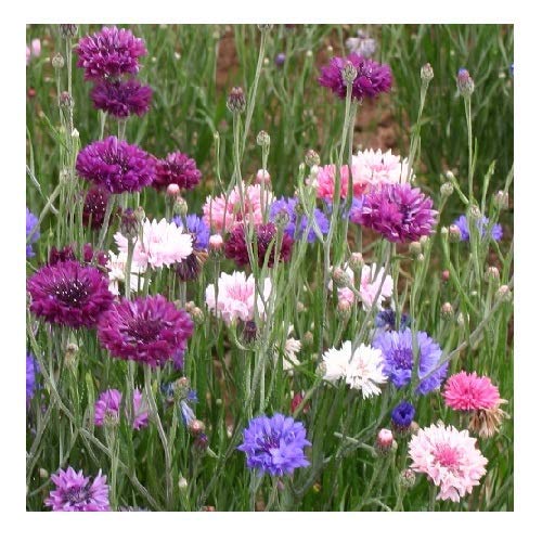 Cornflower 'Polka Dot' / Centaurea cyanus/Semi-Tall Hardy Annual/Seeds
