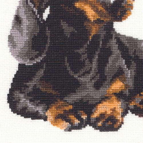 Image of RIOLIS - Dachshund 906, Dogs Cross Stitch Kits 9,84 inch x 9,84 inch, Counted Cross Stitch Kits, Counted Cross Stitch Kits for Beginners & Advanced, Cross Stitching Kits for Adults, Dog Embroidery Kit