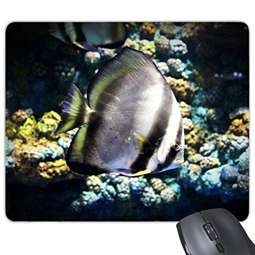 CXȊw͎R̎ʐ^ `̃mXbvSpbh̃Q[}EXpbhv[g