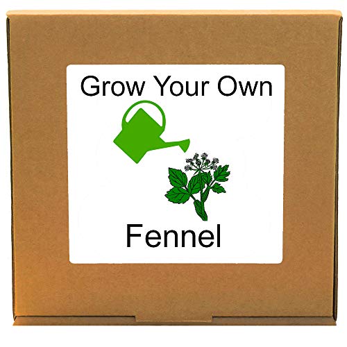 Grow Your Own Fresh Fennel – Indoor Herbs Growing Kit – Unusual, Unique and Quirky Complete Beginner Friendly Gardening Gift for Men, Women or Children