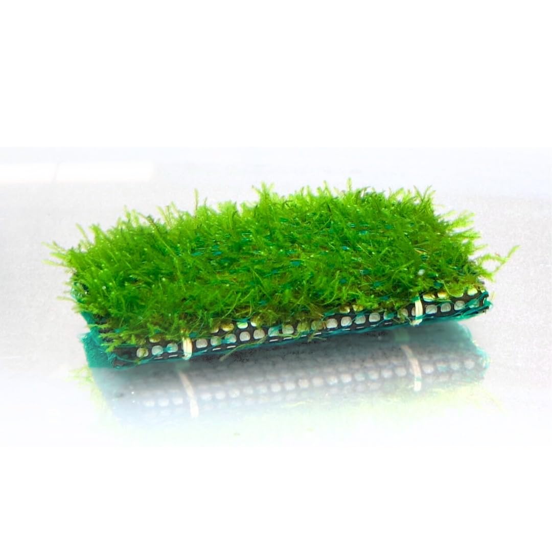 Amazon | 1個 水草【農薬不使用】ウィローモスマット レギュラーサイズ