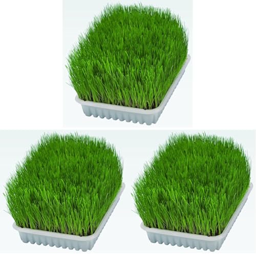 TRIXIE Herbe Tendre pour Chats - Graines d'herbe à Faire Pousser soi-même - Riche en vitamines - 100g - 4232 (Lot de 3)