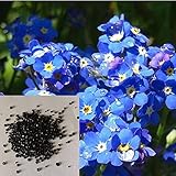Semillas para plantar, 50 unidades/bolsa Myosotis Sylvatica Semillas ecológicas de alta germinación fresca natural viable olvídate de las semillas de bonsai para porche - semillas