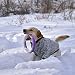 RANYPET 2 Stück Große Hundepullover für Winterhunde Klassischer Strickpullover Weiche Verdickung Warme Hundekleidung für Mittelgroße Hunde 3XL