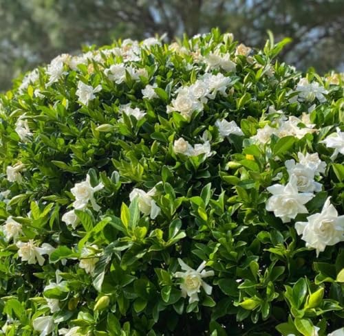 Aceite Absoluto de Gardenia Orgánico Puro Natural 1 mL miniatura 3