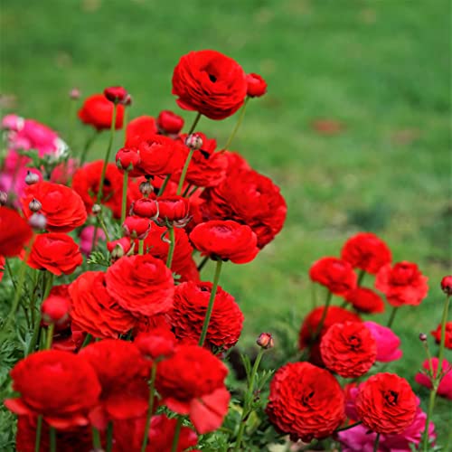 25 Red Ranunculus Bulbs for Planting - Buttercup Flower Bulb Value Bag - Plant in Gardens, Containers & Flowerbeds - Easy to Grow Fall Perennial Flowers Bulbs by Willard & May - Thumbnail 7
