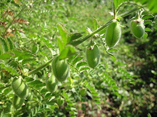 Potseed Germination Seeds: 180: GARBANZO Beans 60-300 Seeds from USA Planting Gardening Sprouting Microgreens