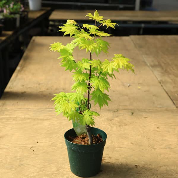 Amazon.co.jp: 庭木・植木 庭木苗：黄金板屋モミジ（おうごんいたや