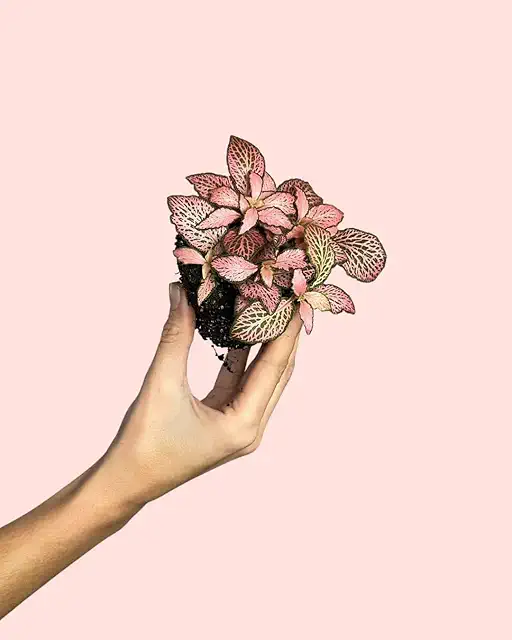 Fittonia Pink Mini - Planta Natural para Terrario | Pur Plant