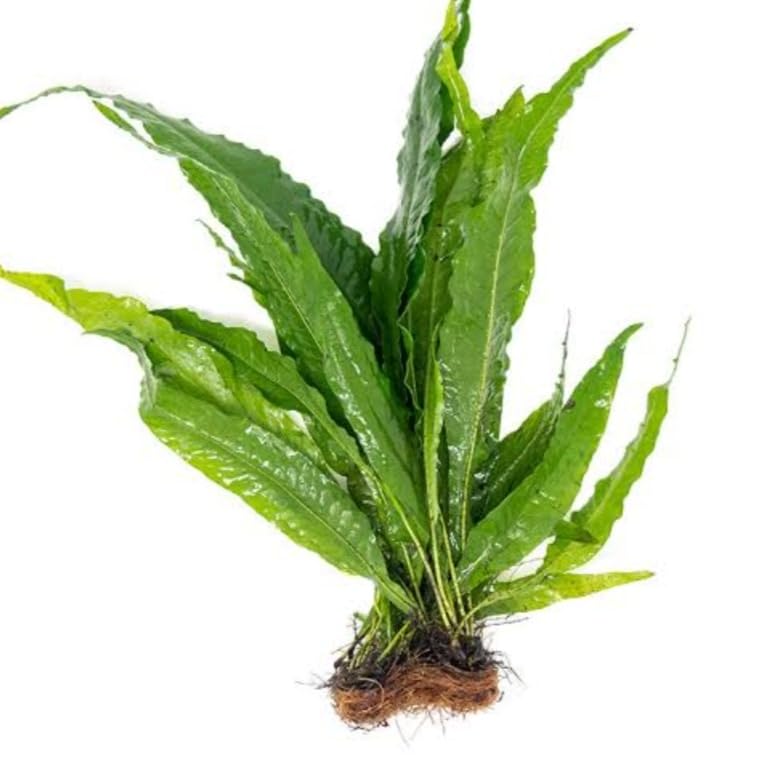 Live Java Fern, Microsorum Pteropus, Low Maintenance Freshwater Aquarium Plant, 3 to 5 leaves-image-39