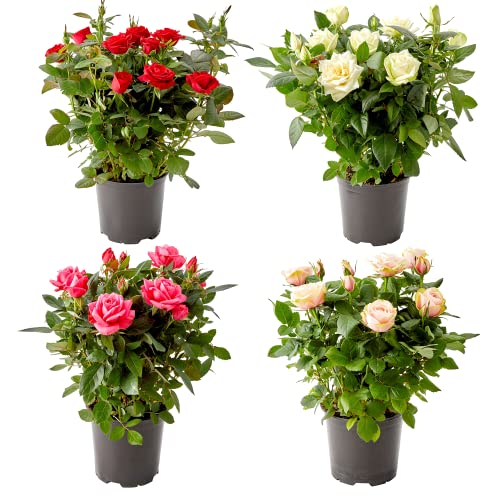 DECOALIVE Rosal Mini Pack de 4 Plantas Naturales para Decorar el Hogar