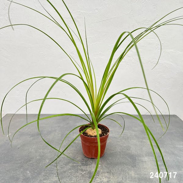 Amazon｜トックリラン（ノリナ） 3.5号[丈夫な観葉植物]｜観葉