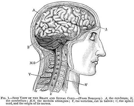 The Human Brain. /Nside View Of The Brain And Spinal Cord: Wood ...