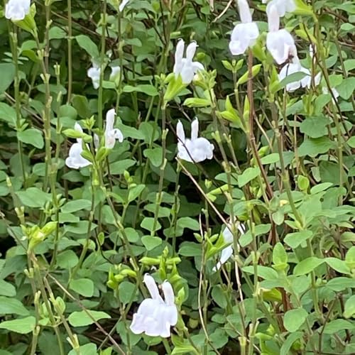 Semi di salvia, Salvia greggii, semi di resistenti all'esterno da balcone aromatiche da giardino roccioso resistenti copertura del terreno perenni e perenni 650pcs