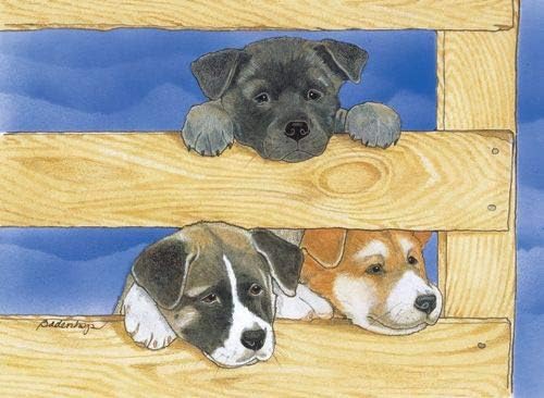 Akita Blank Note Cards Boxed
