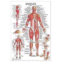 Blue Tree Publishing Muscular System, Male Muscles Poster 24x36 inch, for Physical Fitness, Working Out, Muscular System Anatomical Chart