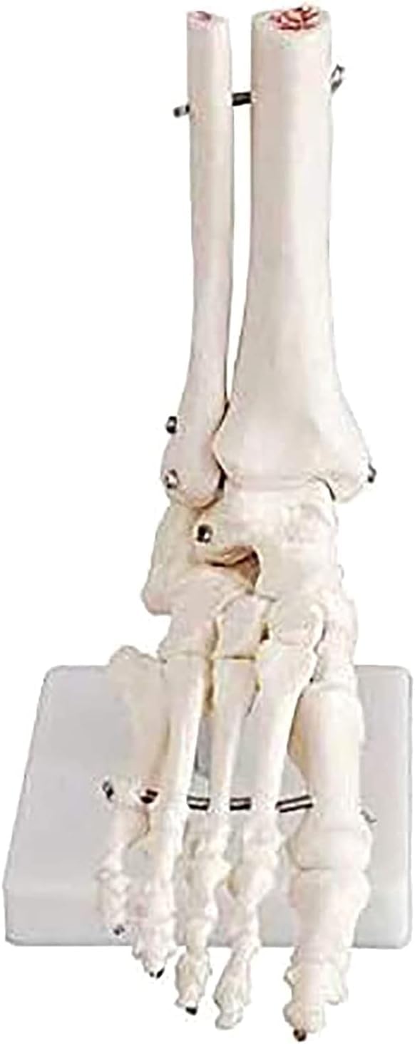 Modelo anatómico de anatomía, tamaño Natural, Esqueleto del pie Humano, anatomía, Modelo de cirugía de Tobillo y pie para Fines educativos.