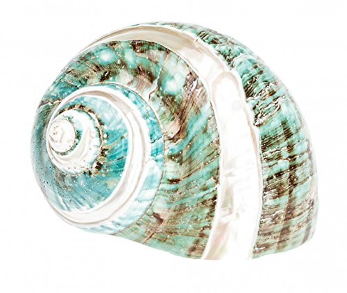 NaDeco Turbo Burgos, Banded, poliert, Größe ca. 7cm | Marmorierte Kreiselschnecke | Deko-Schnecken | Meeresschnecke | Schneckenhaus für Landeinsiedler Krebse | Muscheln und Schnecken |