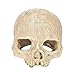Produktbild Hihey Human Skull Skeleton Harz Aquarium Skelett Ornament Aquarium Knochen Emulation Skelett Aquarium Decor Aquarium Landschaft Dekoration