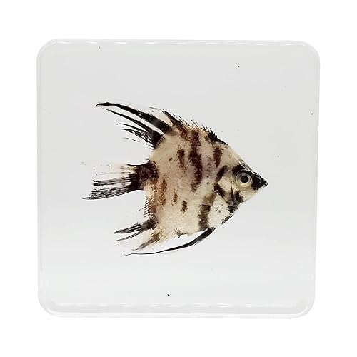 Miniatura 2 de Especímenes reales de pez ángel en manualidades de pisapapeles de resina, colección de taxidermia de animales para educación científica y adorno de