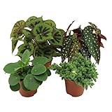 PFLEGELEICHT - Stellen Sie diese trendigen Pflanzen in einen hellen Raum im mittleren Schatten. Gießen Sie einmal pro Woche.