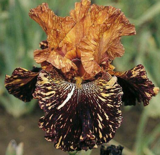 Live Iris Perennial Plants, Vibrant Blooms Hardy Shrub for Outdoor Container Garden-that Grow Fast/Golden Jade Carving-4 Bulbs-D