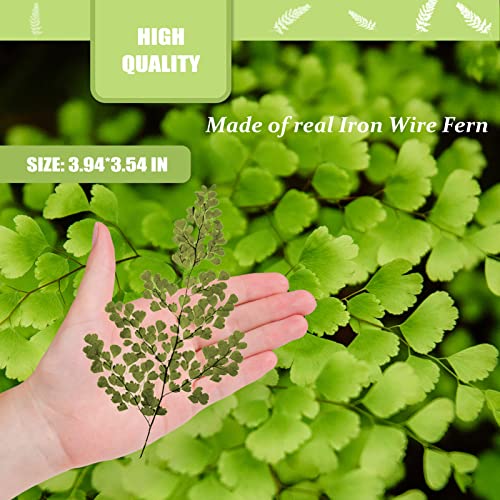 Hojas secas naturales de helecho para resina, 42 piezas miniatura 2