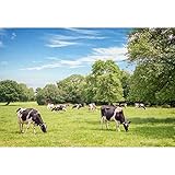 CSFOTO 18x12NBK18011