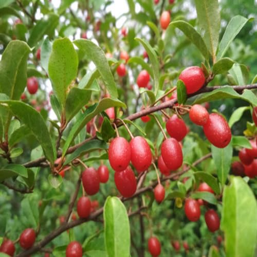 goumi Berry Fruit Seeds red 40pcs