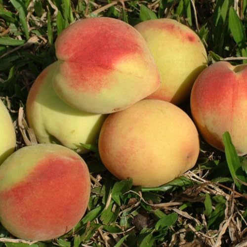 Muda Frutífera de Pêssego Chiripá Enxertado