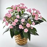 花由 季節の鉢花 鉢植え におい桜 ココ バスケット