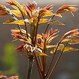 Toona SinensisSamen, baumsamen kaufen Chinesischer Gemuesebaum, gartenpflanzen winterhart gartenkräuter anzuchtset wintergemüse 50pcs