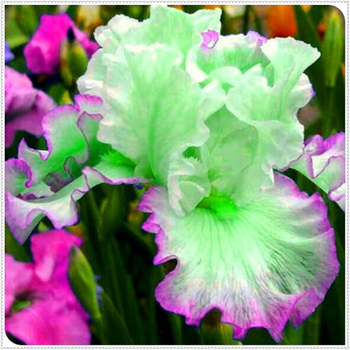 Perennial, Brilliant Iris Bulbs,for Stunning Garden Displays-4 Bulbs-D