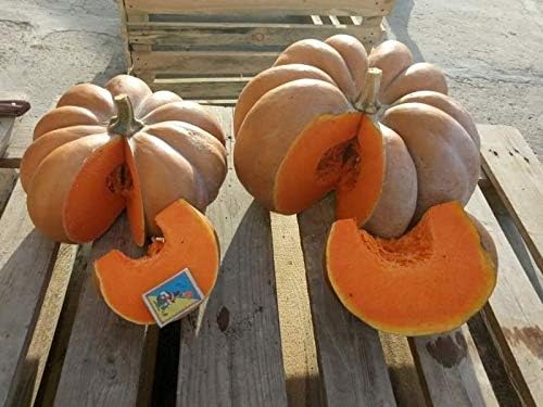 Miniatura 7 de Semillas Calabaza Musquee De Provence Muscat Gigante Heirloom Vegetal Sin OGM