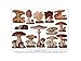 Produktbild Edible Fungi Mushrooms Scientific Plant Framed Art Print Picture F12X281