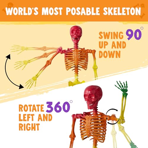 Image of JOYIN 5.6 FT Halloween Posable Life Size Skeleton, Full Body Realistic Bones with Movable Joints, Rainbow Color Giant Skeletons for Halloween Decoration Outdoor, Haunted House Prop, Spooky Scene Party