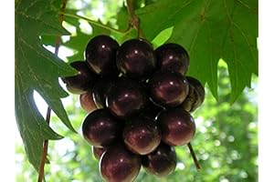 Southern Belle Grape Plants: Thriving, Sweet, and Easy-to-Grow Southern Delights