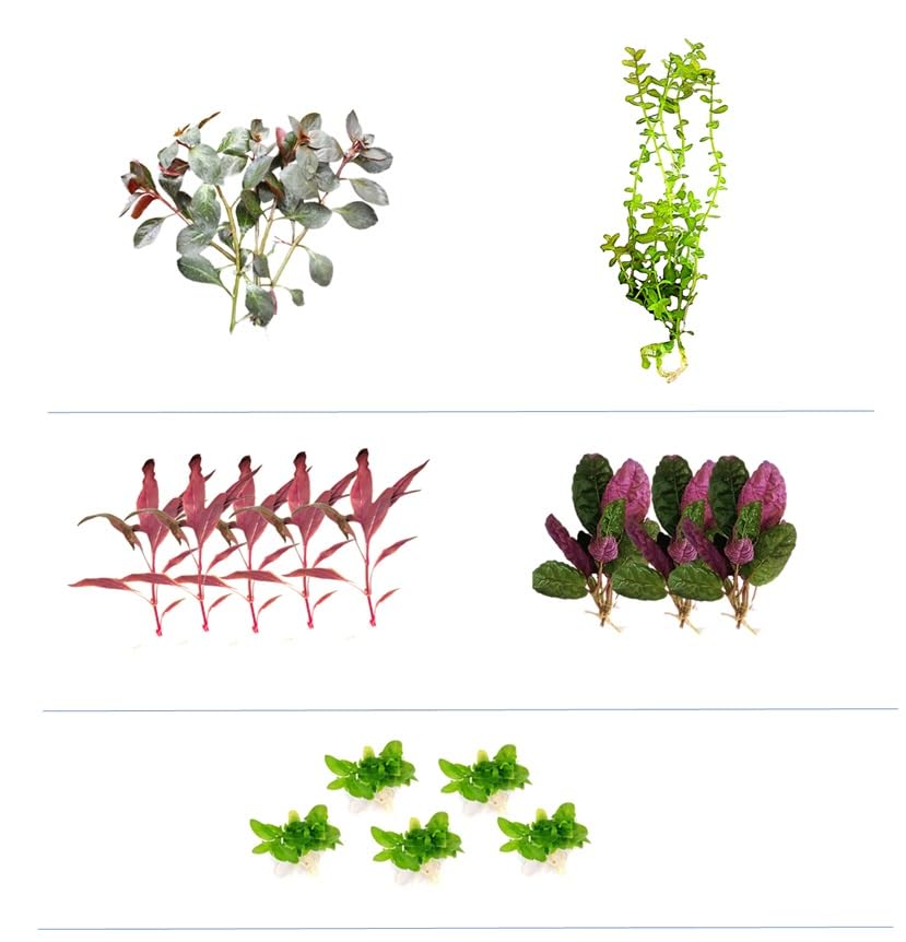 Floratica ¦ Super Mix Bundle V0 ¦ Live Aquarium Plants, Easy, Beginner Friendly, Tropical, Fish Tank, Shrimp Safe, Snail Free, Eco-Bundle (80 LT Tank, Super Mix V0)